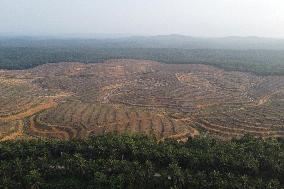 Indonesian Government Plans To Bleaching Oil Palm Plantations In Forest Areas