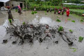 National Paddy Day In Nepal