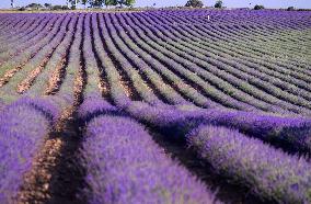 Lavender Harvesting - Spain