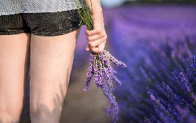 Lavender Harvesting - Spain