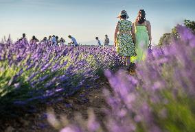 Lavender Harvesting - Spain