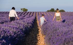 Lavender Harvesting - Spain