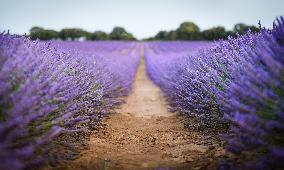 Lavender Harvesting - Spain