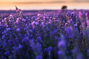 Lavender Harvesting - Spain