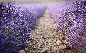 Lavender Harvesting - Spain