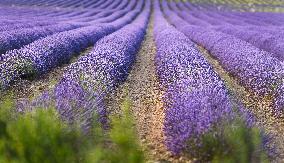 Lavender Harvesting - Spain