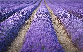 Lavender Harvesting - Spain