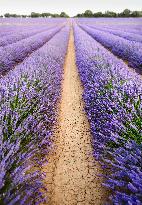 Lavender Harvesting - Spain