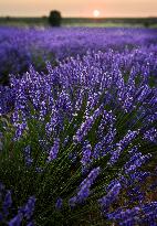 Lavender Harvesting - Spain