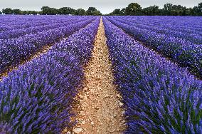 Lavender Harvesting - Spain