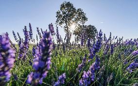 Lavender Harvesting - Spain