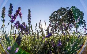 Lavender Harvesting - Spain