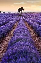 Lavender Harvesting - Spain
