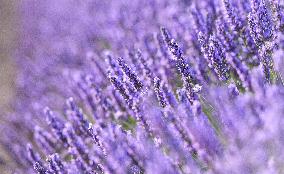 Lavender Harvesting - Spain