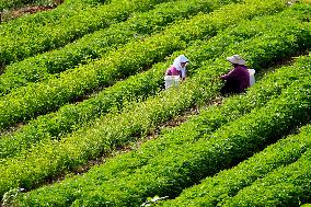 LEBANON-AGRICULTURE-HARVEST