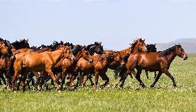 CHINA-INNER MONGOLIA-HULUN BUIR-VIEW (CN)