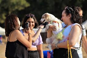 LEBANON-BEIRUT-DOGS