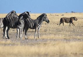 NAMIBIA-LION-PROTECTION