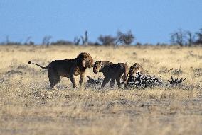 NAMIBIA-LION-PROTECTION