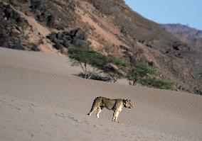 NAMIBIA-LION-PROTECTION