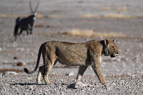 NAMIBIA-LION-PROTECTION