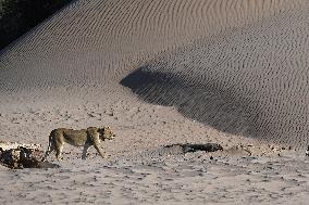 NAMIBIA-LION-PROTECTION