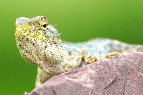 Chameleon - India