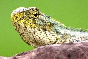 Chameleon - India