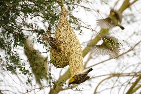 The Baya Weavers - India