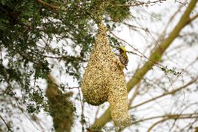 The Baya Weavers - India