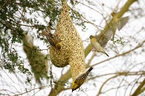 The Baya Weavers - India