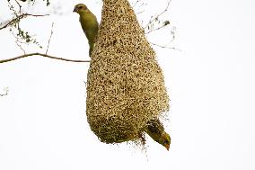 The Baya Weavers - India