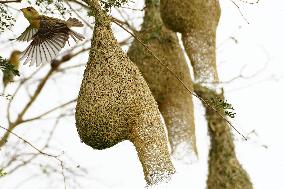 The Baya Weavers - India