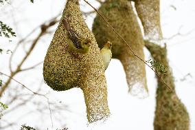 The Baya Weavers - India