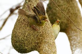 The Baya Weavers - India