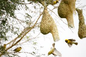 The Baya Weavers - India