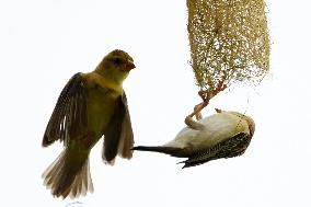 The Baya Weavers - India