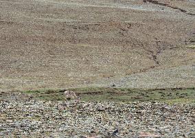 CHINA-TIBET-PUMA YUMCO LAKE-SCENERY (CN)