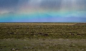 CHINA-TIBET-PUMA YUMCO LAKE-SCENERY (CN)