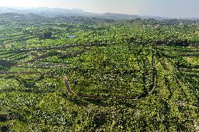 Agricultural Irrigation in Anyang