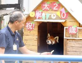 Red panda at eastern Japan zoo