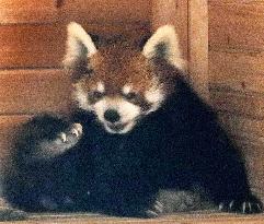 Red panda at eastern Japan zoo