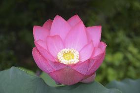 Lotus flower at western Japan temple