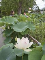 Lotus flowers at western Japan temple