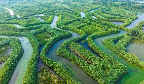 Hongze Lake Wetland Reed Maze Tour in Suqian