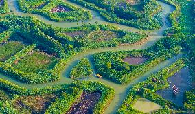 Hongze Lake Wetland Reed Maze Tour in Suqian