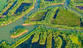 Hongze Lake Wetland Reed Maze Tour in Suqian