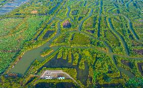 Hongze Lake Wetland Reed Maze Tour in Suqian