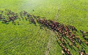 CHINA-INNER MONGOLIA-HOLIN GOL-GRASSLAND (CN)