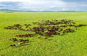 CHINA-INNER MONGOLIA-HOLIN GOL-GRASSLAND (CN)